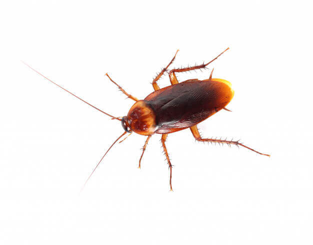Bed Bugs Control